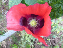 P1040176.JPG ���