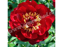 ���� ����� ����.jpg