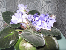 IMG 4475.JPG