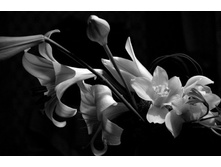 Cherno-beloe-foto-cvetov3.jpg
