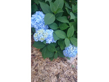 55c26b0fea441 dsc0075.jpg