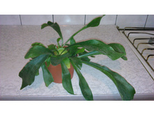 ���������� �����������, ��� ������ ��� - 350 ���.  ���� 1 ����� !!!!