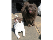 ����(����� ����)