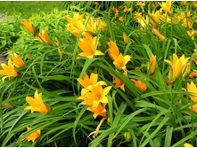 �������� �������� 100 �