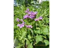 P1030965.JPG �������