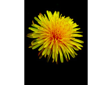 Dandelion-on-black-1374956.jpg