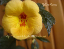 Yellow Queen ������-60 �.