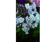 �������  ������ (������)