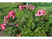 ������-������� ���������