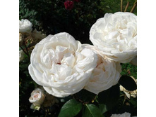 Mariangela Melato 11,74