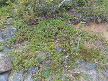 IMG 20150822 101052.jpg