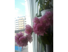 IMG 20150808 083125.jpg