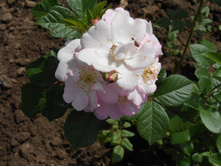 ��������� ����.JPG