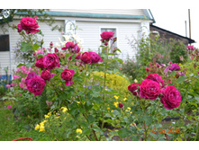 Wild Blue Yonder (����)