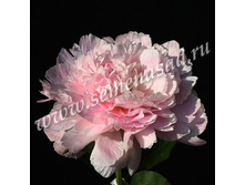 ���� �����.jpg