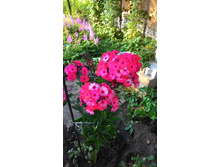 ��� -�����