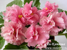 ��-������ ( ����)