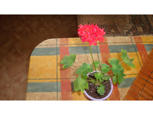 Carolin Dean( �������)