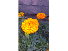 ������ 2015�.