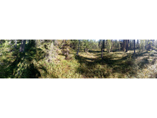 IMG 20150819 124409.jpg