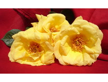 Gardener-roses-1-1371006.jpg