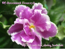 ��- �������� �������