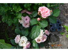 ��� ����� ���� ���� �� ������(