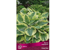 ����� ���� ���.jpg