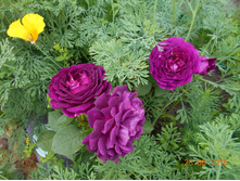 DSCN0932.JPG
