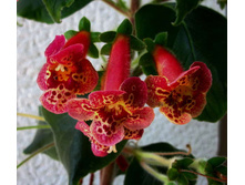 ������� SRG's Persian Carpet (S.Saliba)