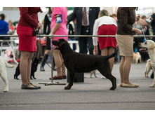 ���� (������ �������)