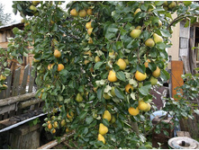 ����� ������ ����