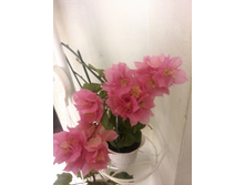 IMG 20150808 082809.jpg