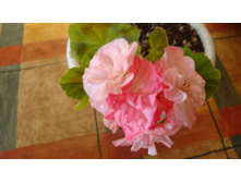 Deacon Goldem Lilac Mist (������)