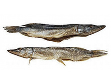 ���� �����ۣ����