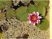 ������ �������