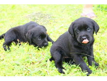 ������� №1 � №2