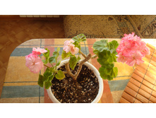 Deacon Goldem Lilac Mist