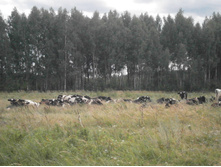 ����� ���