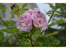 ������� ��������.