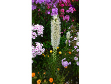 ������� �����, 100�