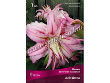 ����� ���� �����.jpg