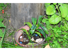 ���� ������