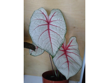 ����-0221.jpg