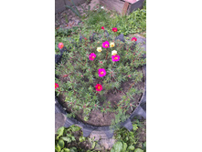 ���� 2015�.