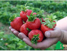 �������� �������� ���� 55,5 ���.jpg