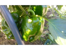 IMG 20150810 122535.jpg