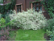 ����� ����� 150