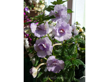 Made In Heaven (���� ����)