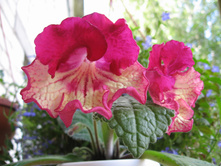 ������������� DS -781